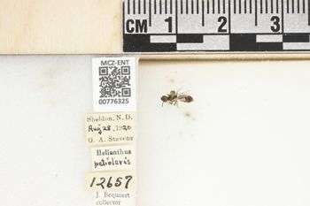 Media type: image;   Entomology 776325 Aspect: Labels